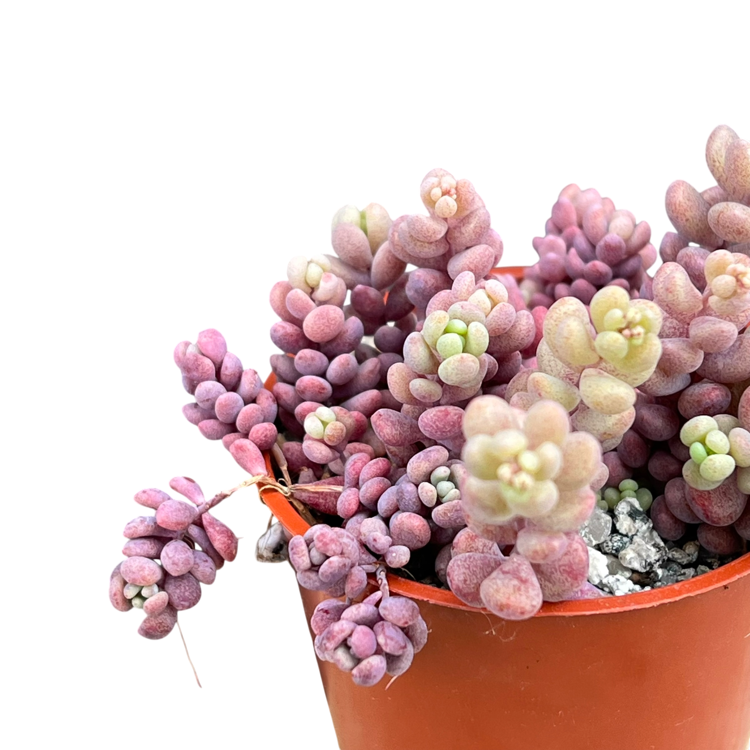 Sedum dasyphyllum major