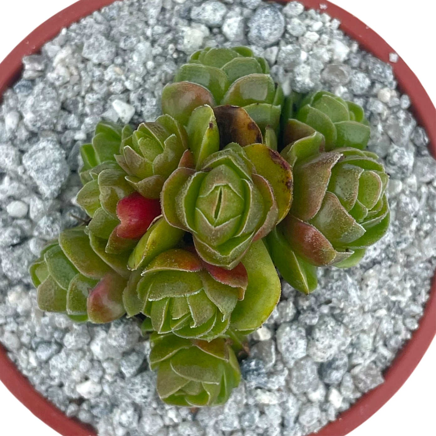 Crassula 'Emerald'