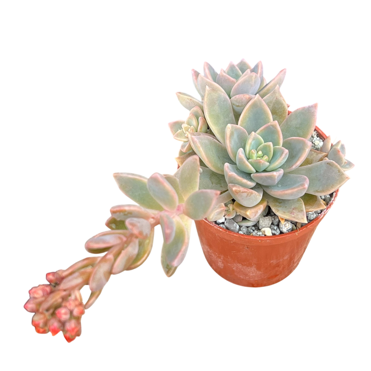 grapto succulent x Graptoveria 'Pik Ruza' – Surreal Succulents