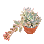 x Graptoveria 'Pik Ruza'