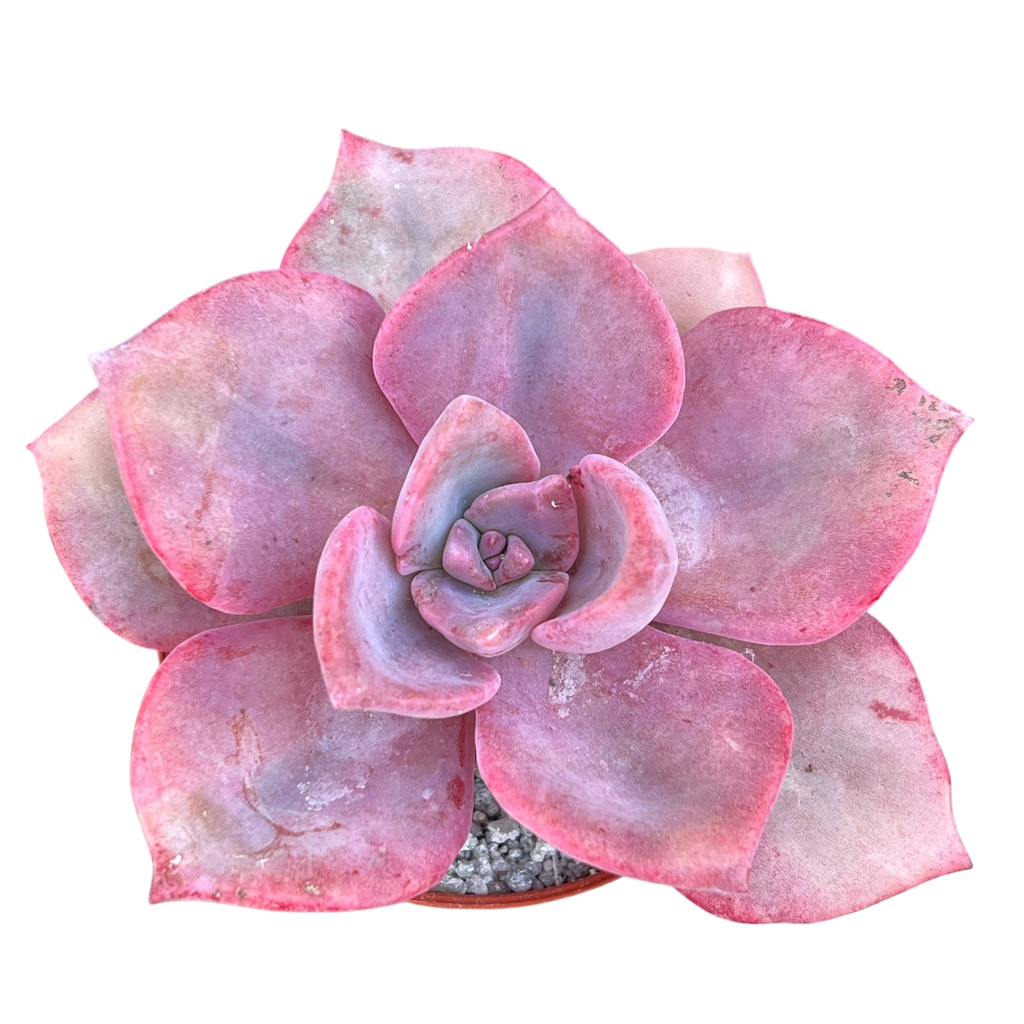 x Graptoveria 'Mrs Richards'