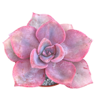 x Graptoveria 'Mrs Richards'