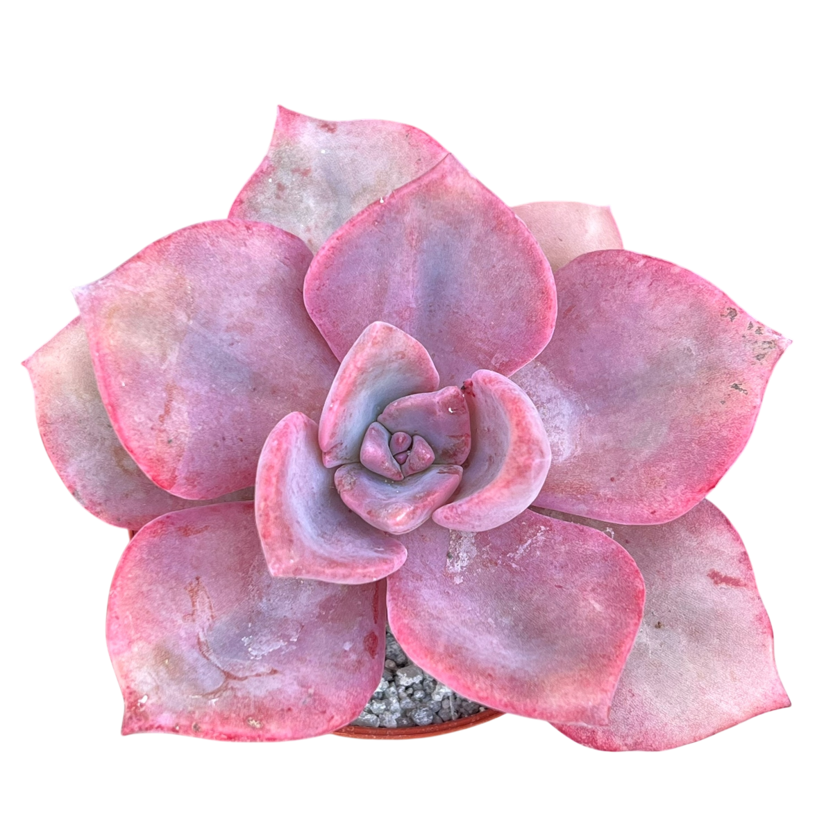 x Graptoveria 'Mrs Richards'