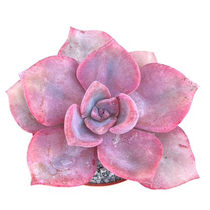 x Graptoveria 'Mrs Richards'