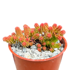 Sedum sexangulare