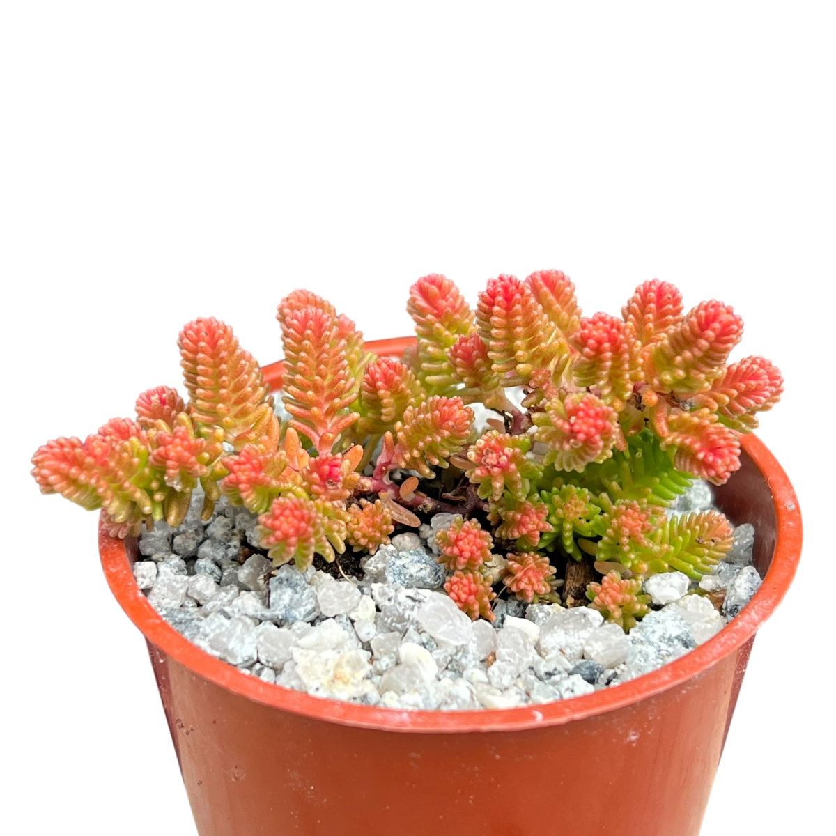Sedum sexangulare