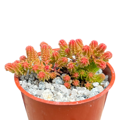 Sedum sexangulare