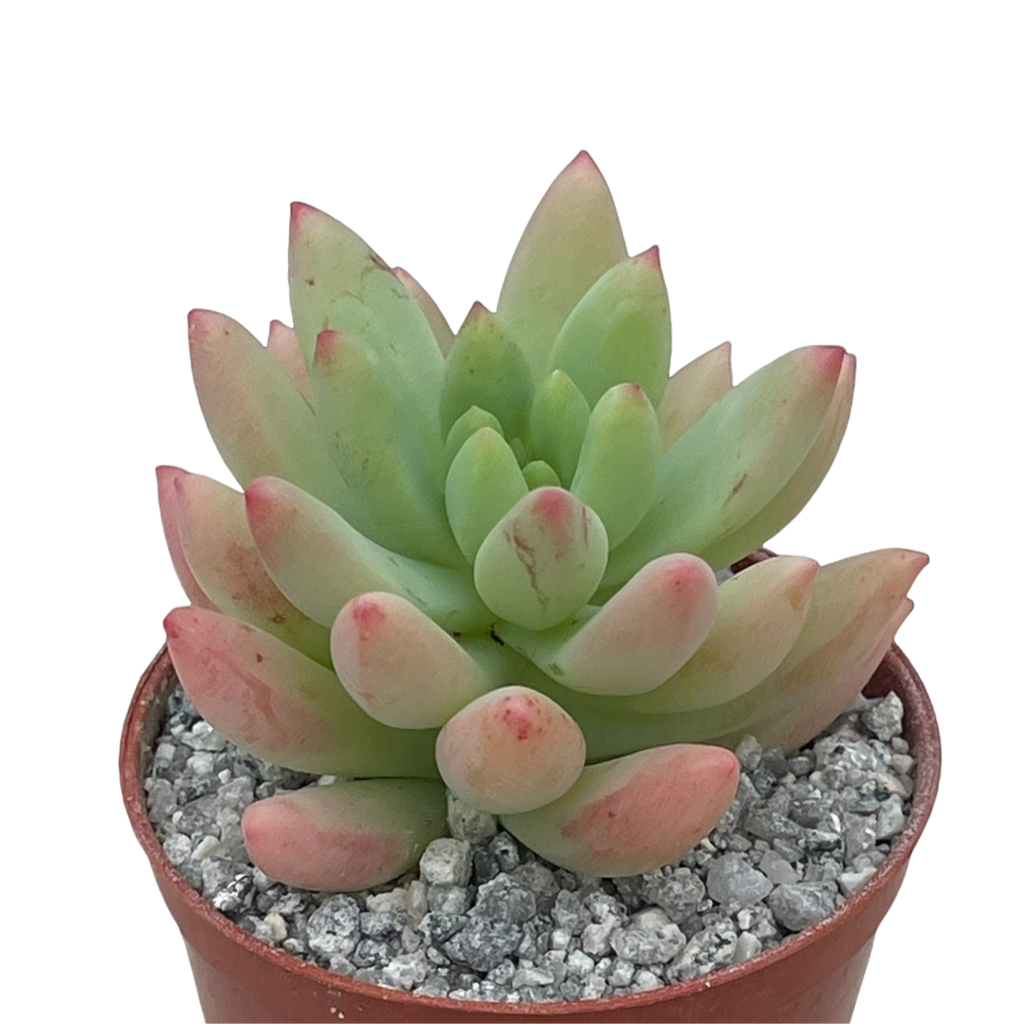 x Sedeveria 'Yellow Humbert'