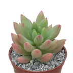 x Sedeveria 'Yellow Humbert'