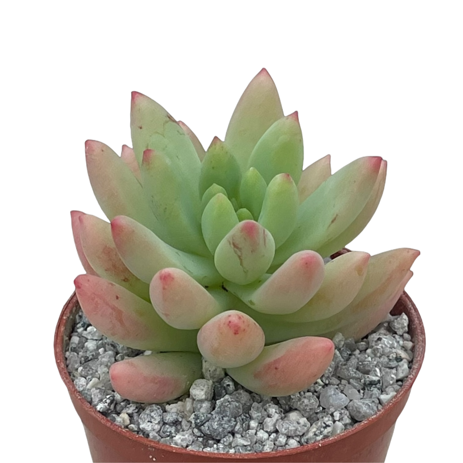x Sedeveria 'Yellow Humbert'