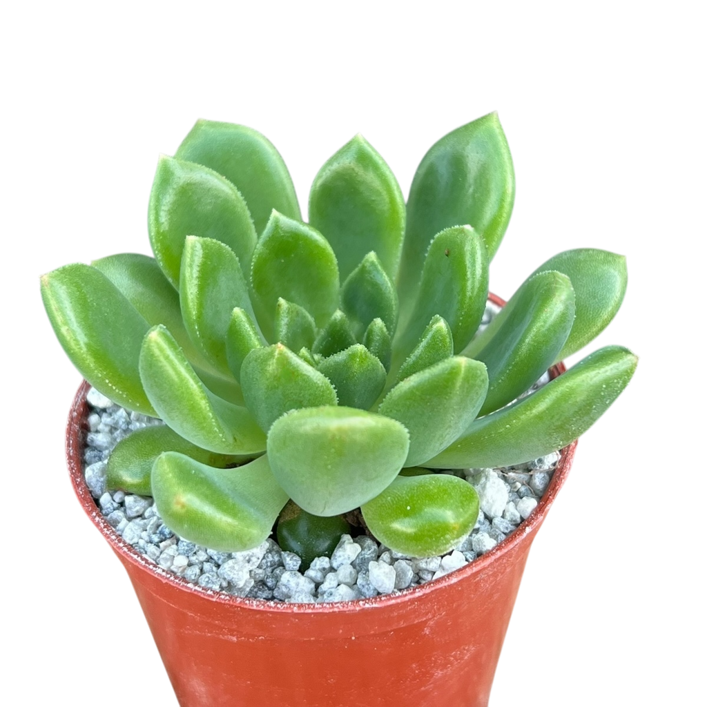 Echeveria cuencaensis