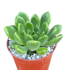 Echeveria cuencaensis