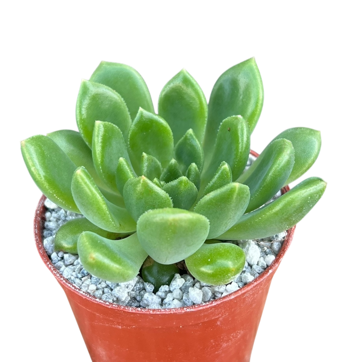 Echeveria cuencaensis