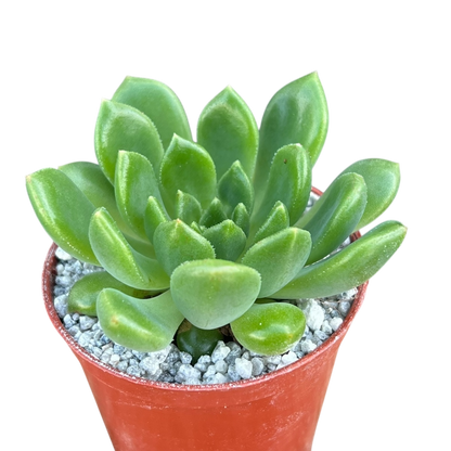 Echeveria cuencaensis