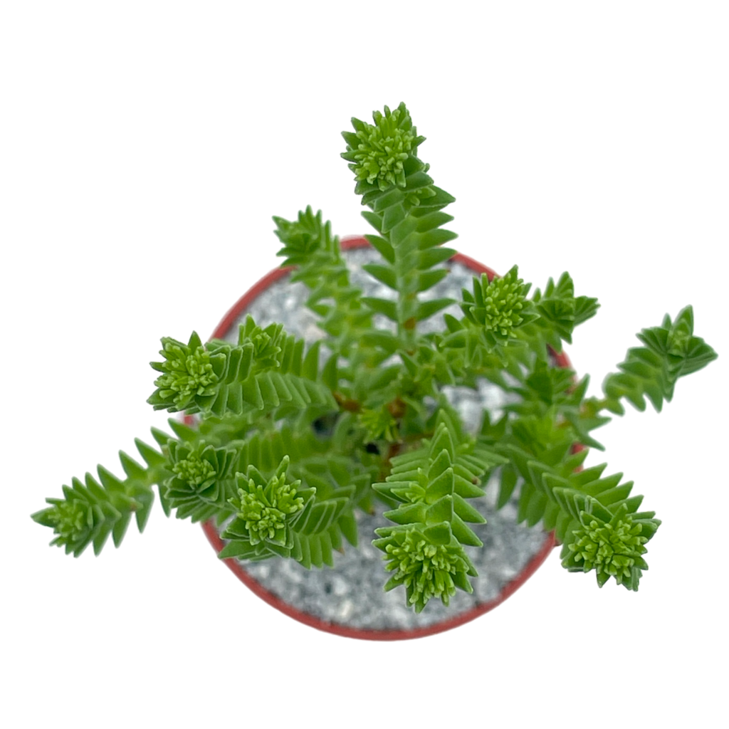 Crassula ericoides