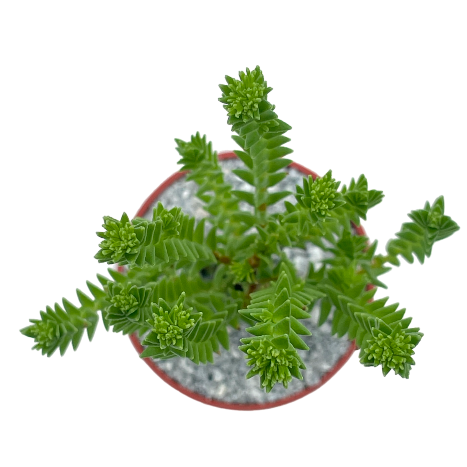 Crassula ericoides