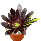 Aeonium 'Big Bang'