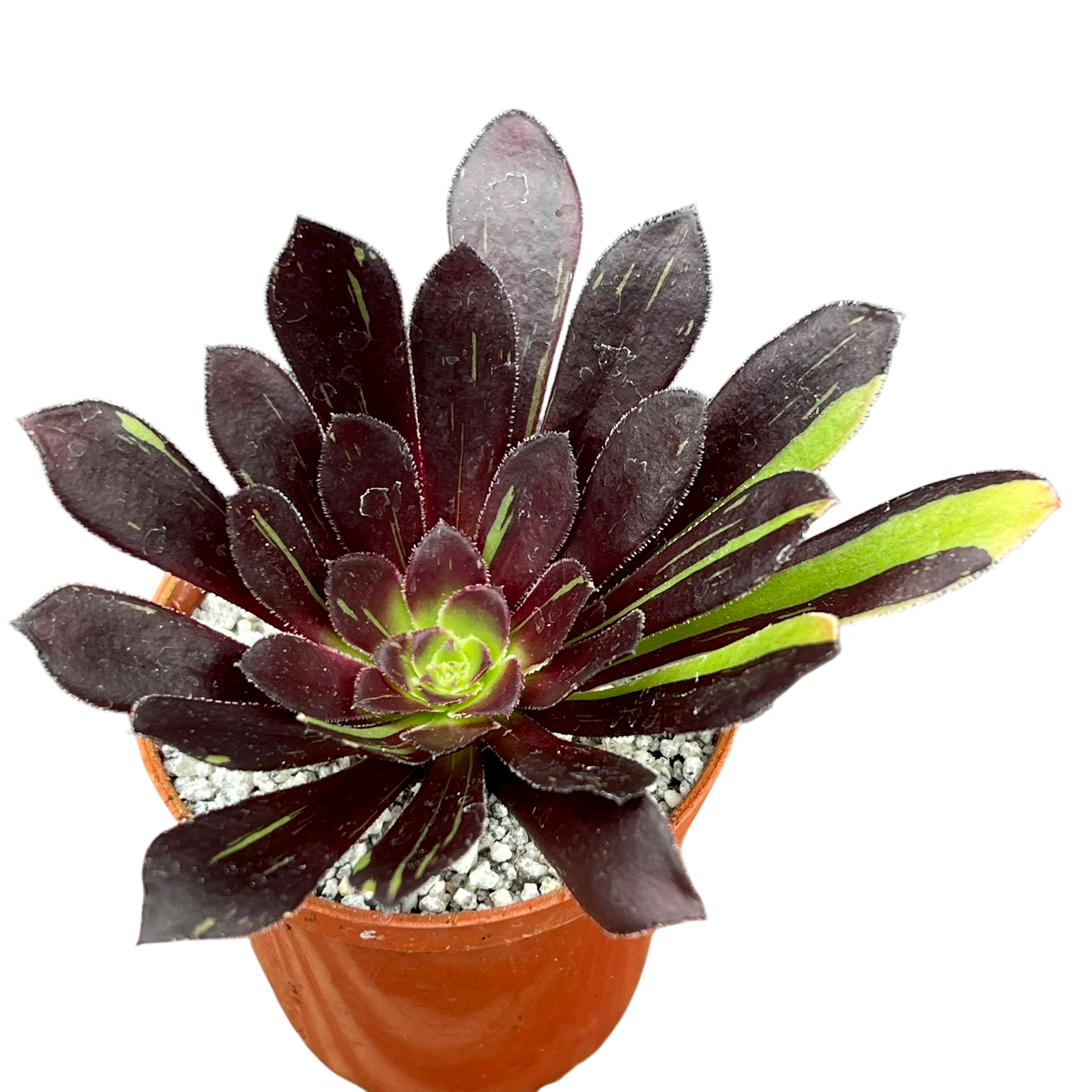 1ポット685円　アエオニウム　ビッグバン　7.5cmポット アエオニウム 'ビッグバン' – Surreal Succulents