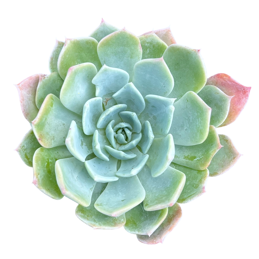 Echeveria peacockii