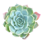 Echeveria peacockii