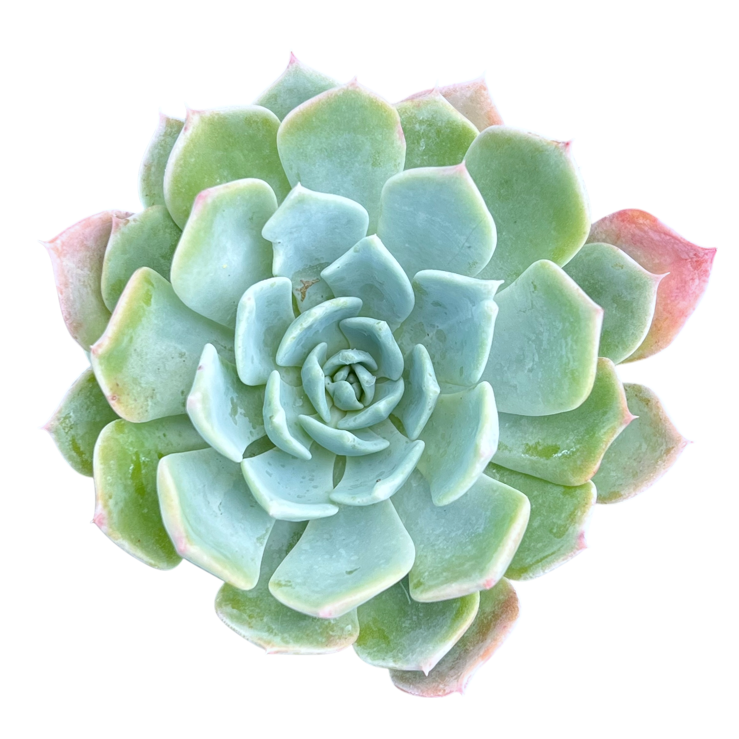 Echeveria peacockii