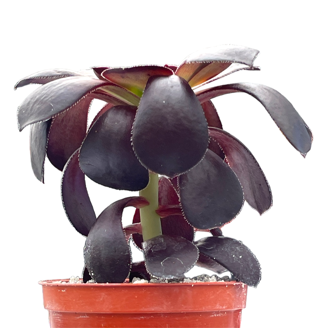 Aeonium 'Blood'