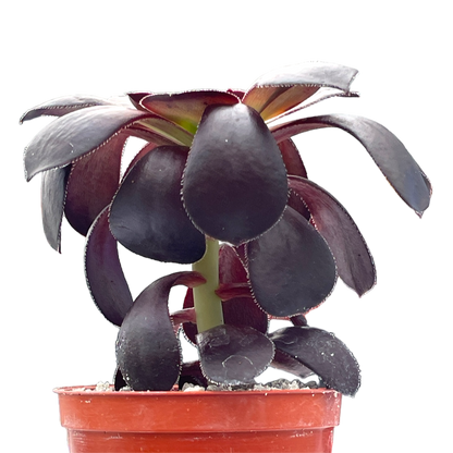 Aeonium 'Blood'