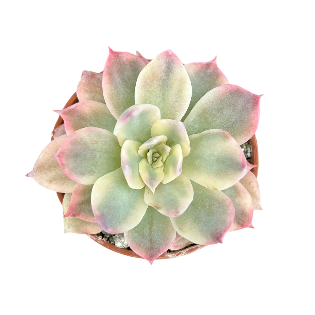 Echeveria subsessilis f. variegata