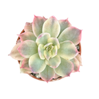 Echeveria subsessilis f. variegata