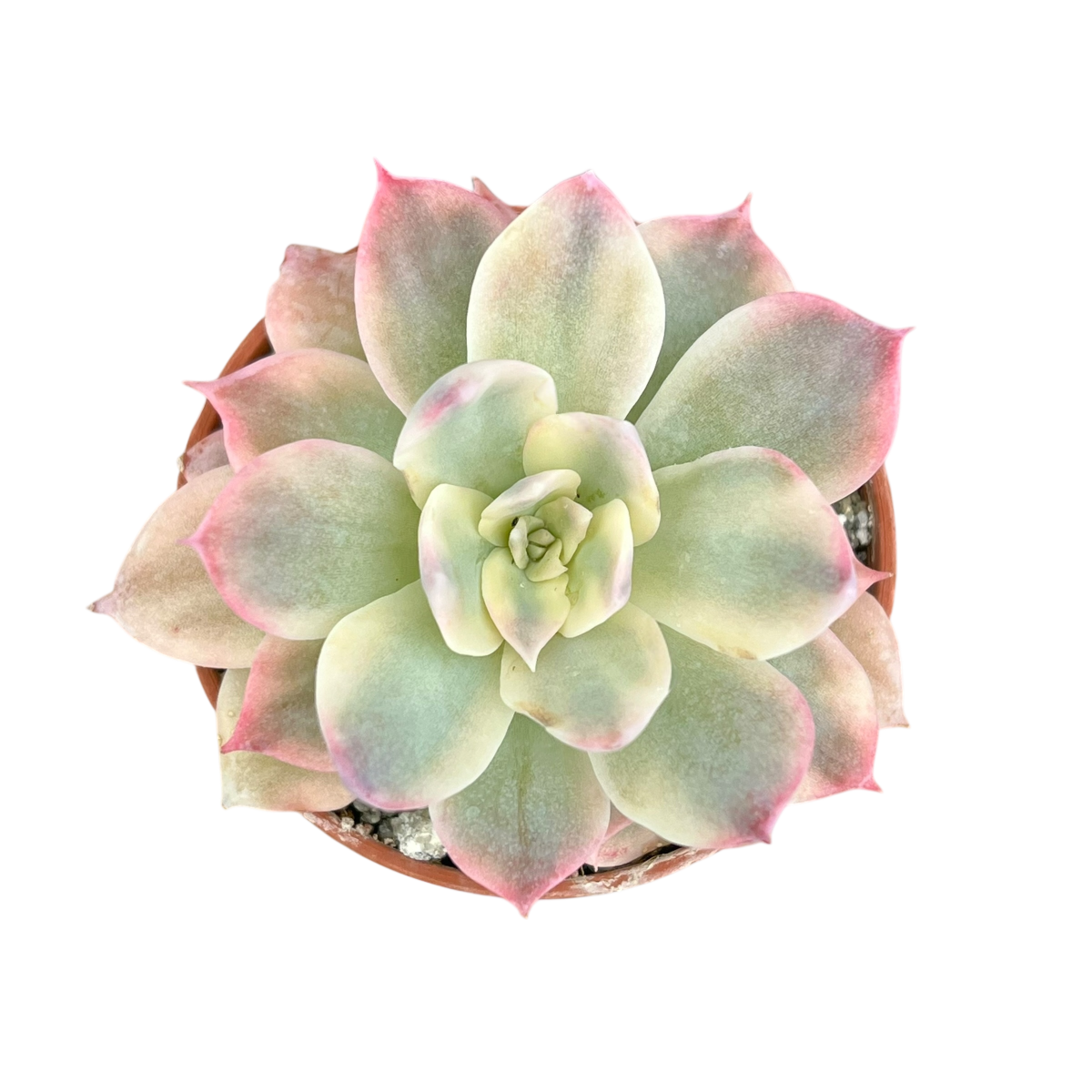 Echeveria subsessilis f. variegata