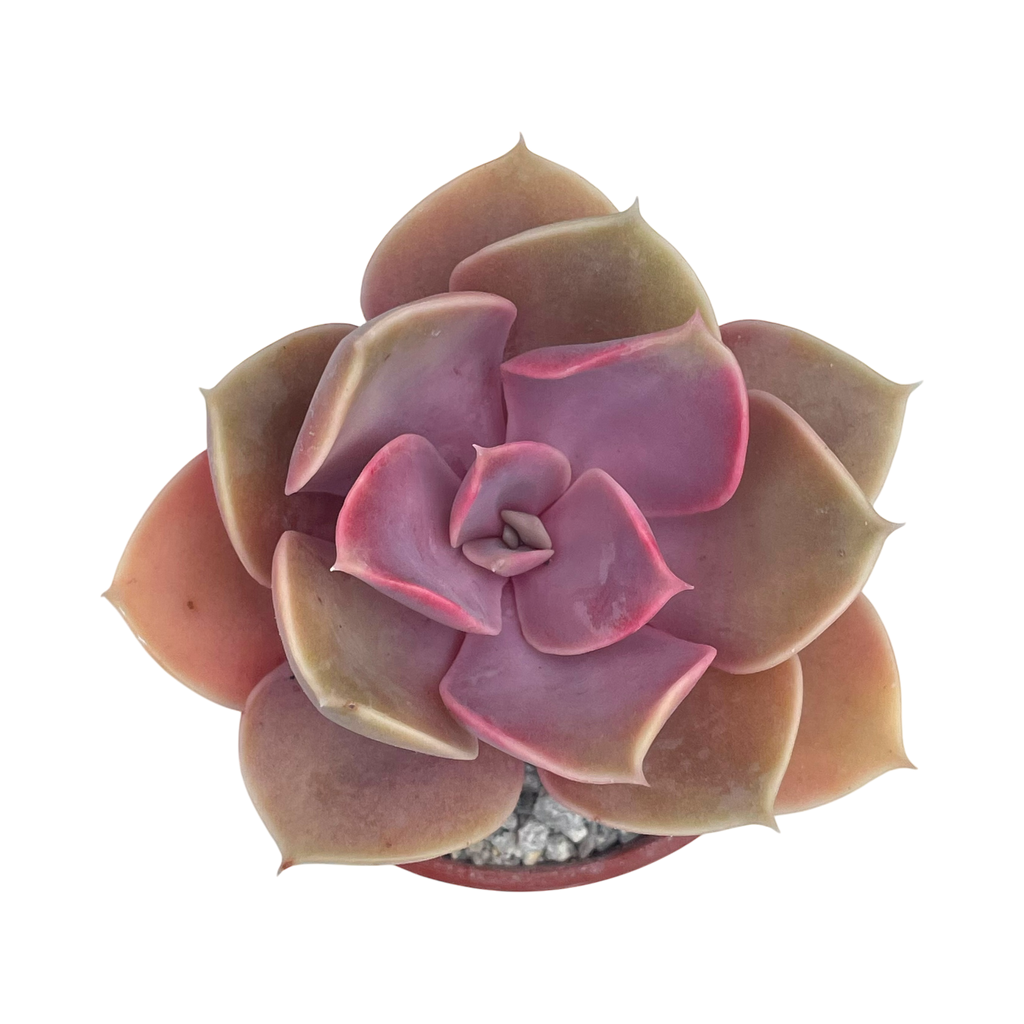 Echeveria 'Duchess of Nuremberg'
