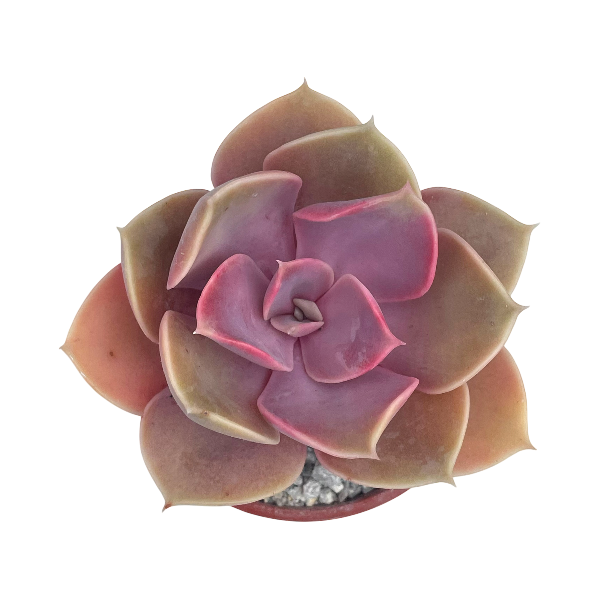 Echeveria 'Duchess of Nuremberg'