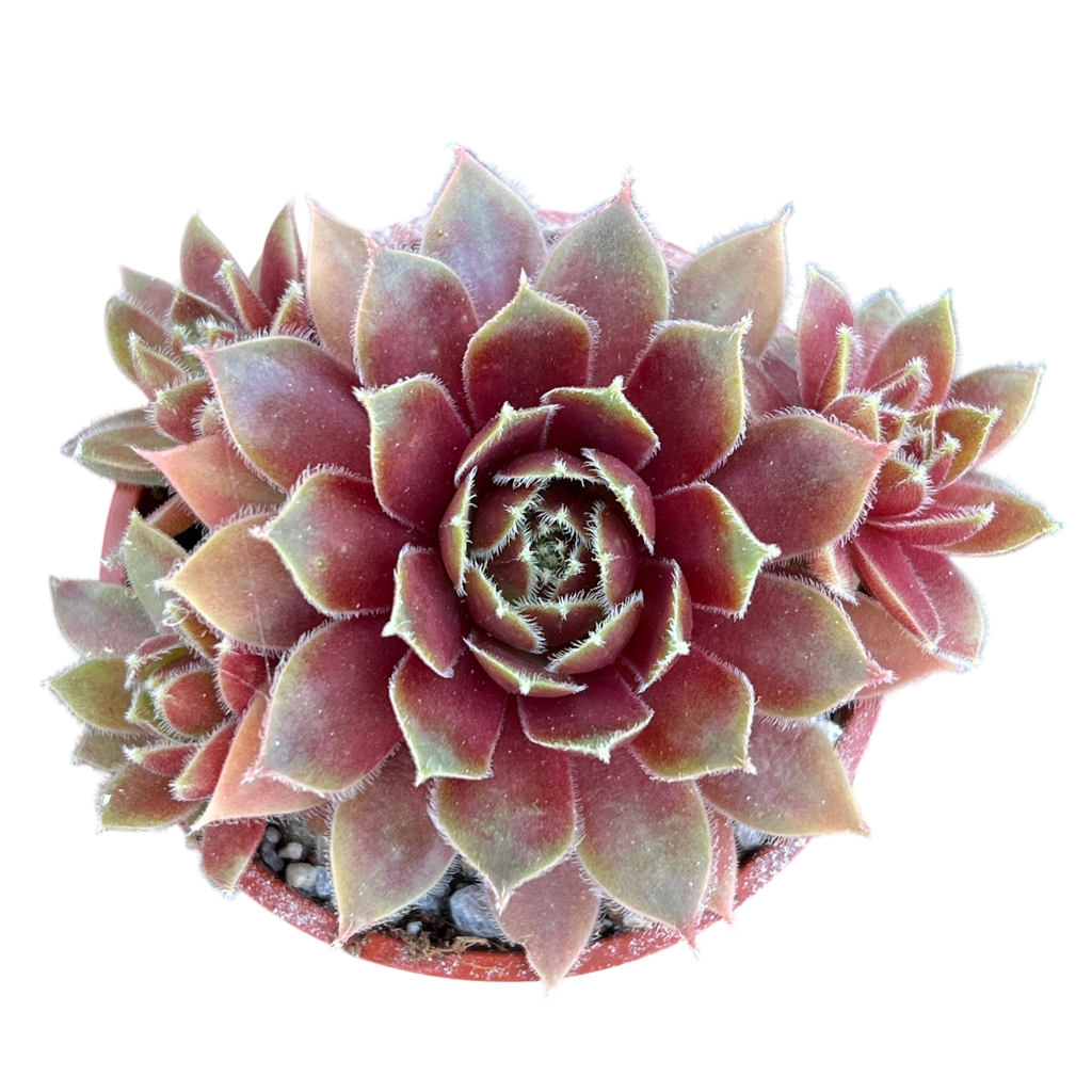 Sempervivum 'Irazu'