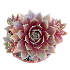 Sempervivum 'Irazu'