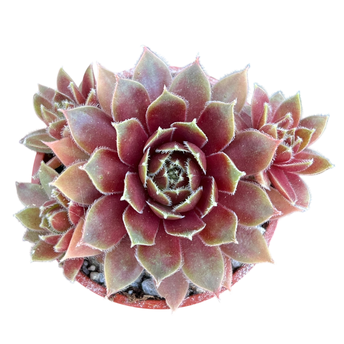 Sempervivum 'Irazu'