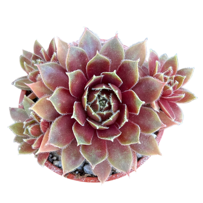 Sempervivum 'Irazu'