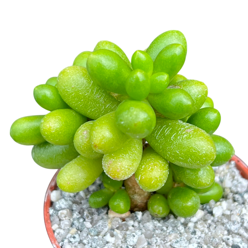 Sedum hernandezii
