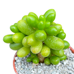 Sedum hernandezii