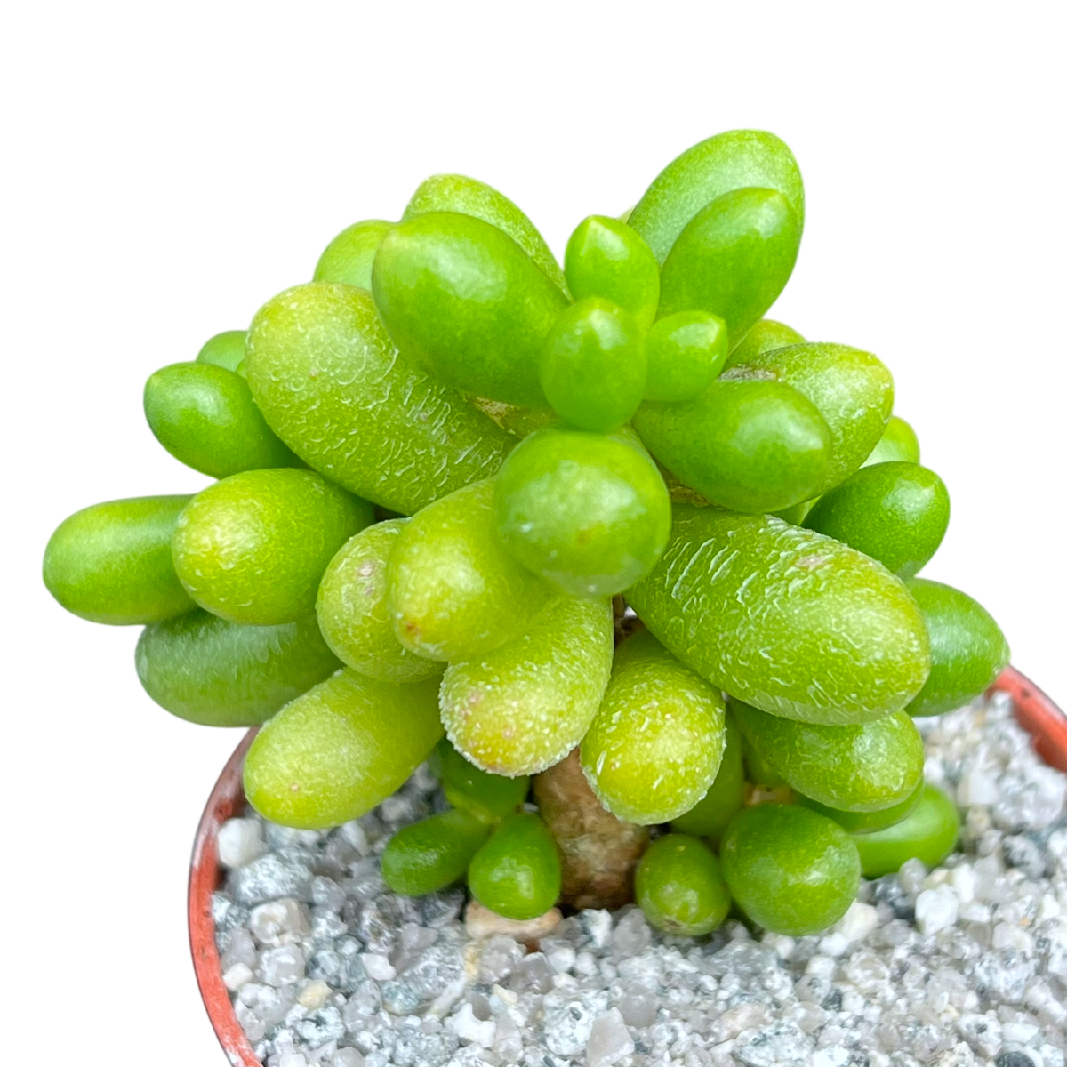 Sedum hernandezii