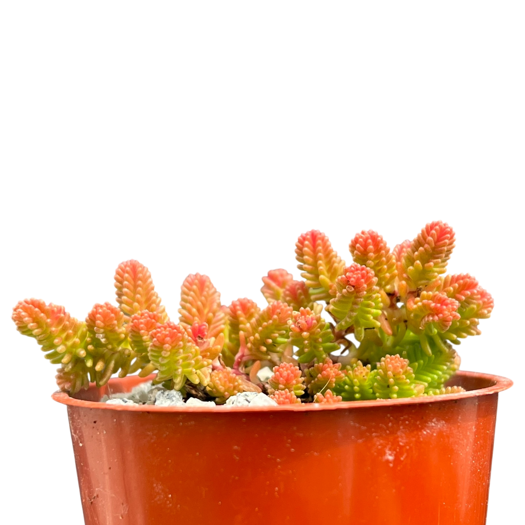 Sedum sexangulare