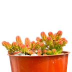 Sedum sexangulare