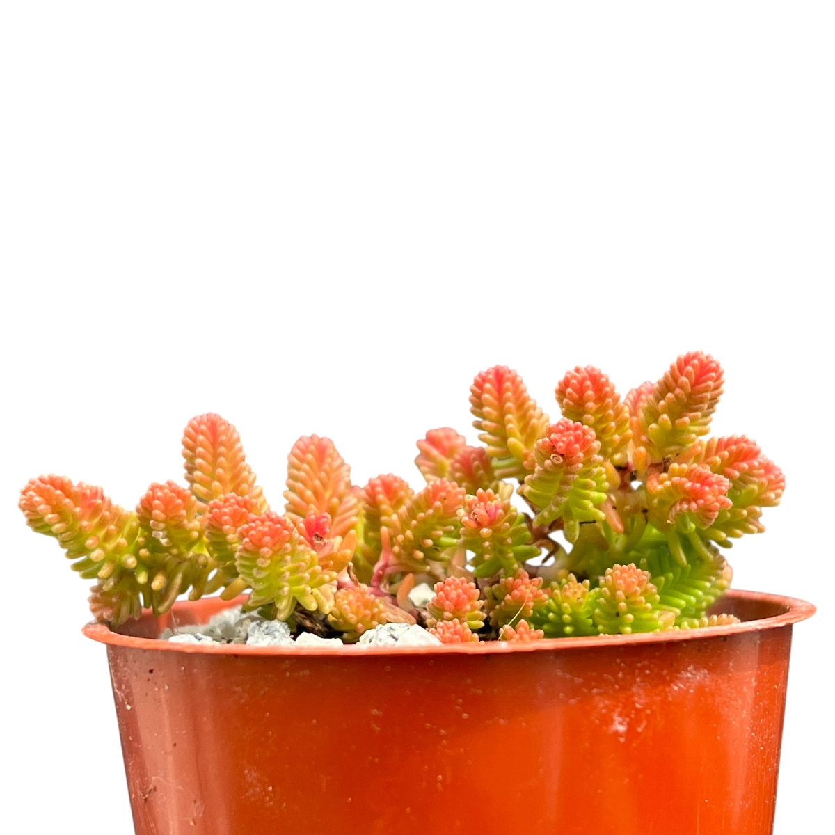 Sedum sexangulare