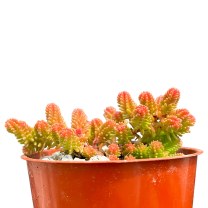 Sedum sexangulare
