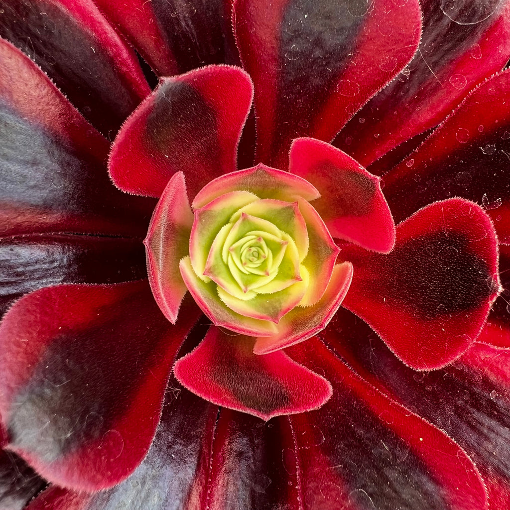 Close-up of a succulent plant with red and purple edges and a green center.