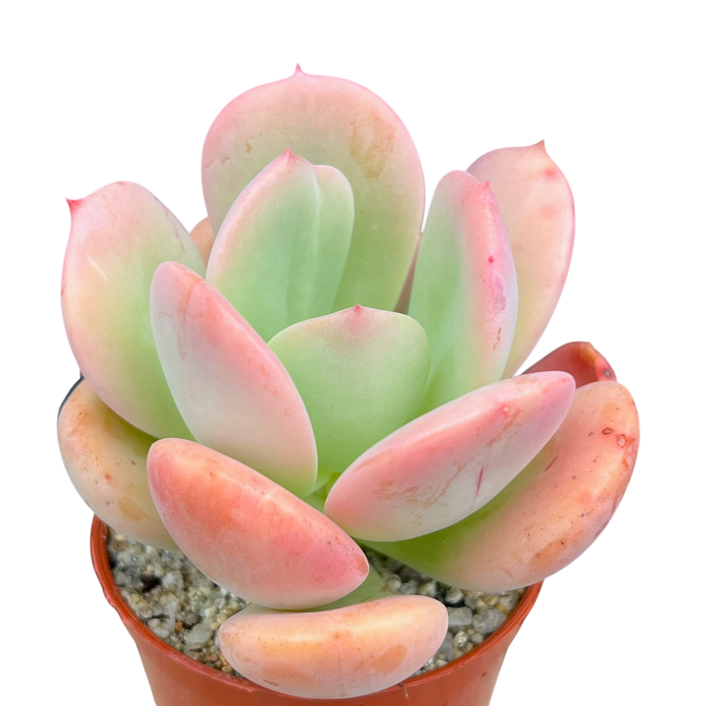 Echeveria 'Venus'