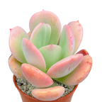 Echeveria 'Venus'
