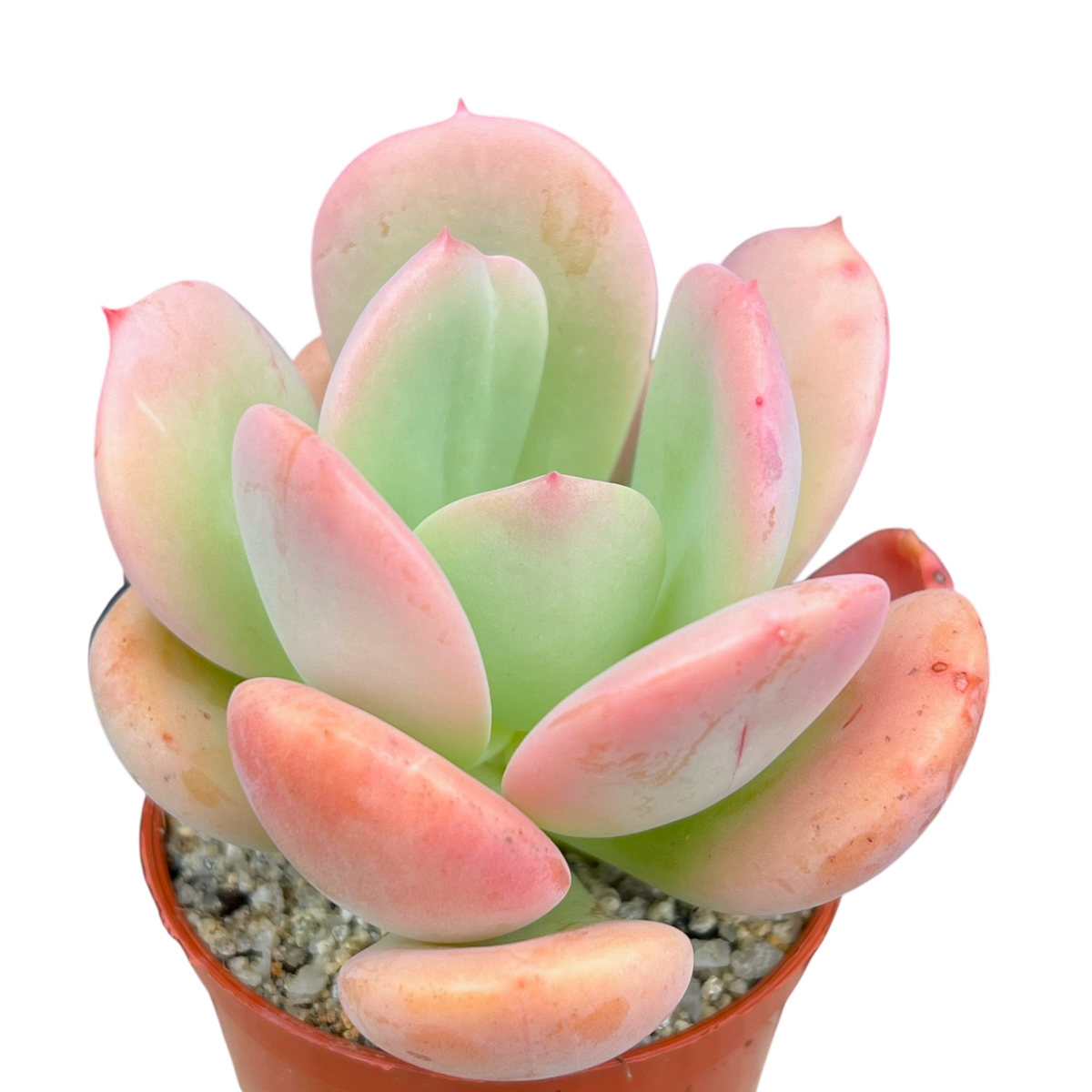 Echeveria 'Venus'
