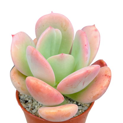 Echeveria 'Venus'