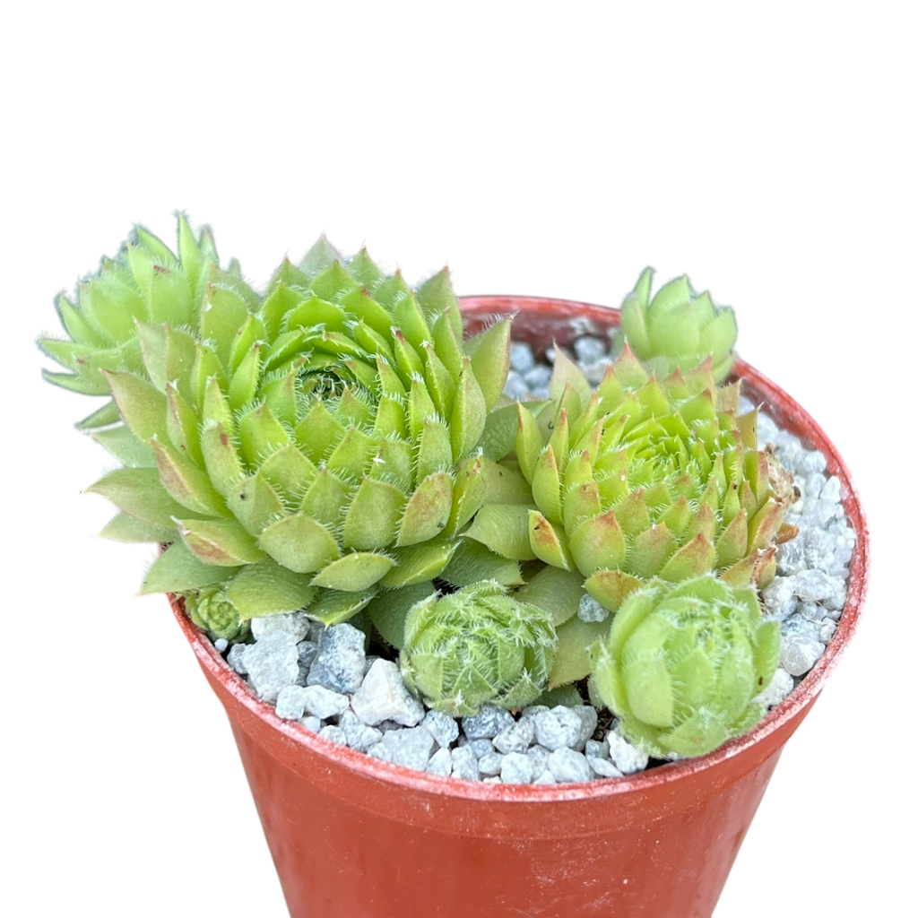 Sempervivum ingwersenii