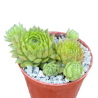 Sempervivum ingwersenii